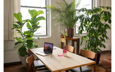 Pourquoi végétaliser ses bureaux en 2025 ?